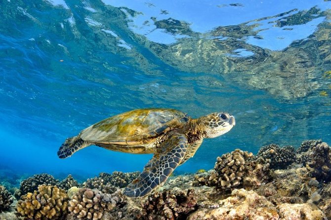 Oahu Circle Island Tour with Turtle Snorkeling— Small-Groups - Turtle snorkeling with safety support