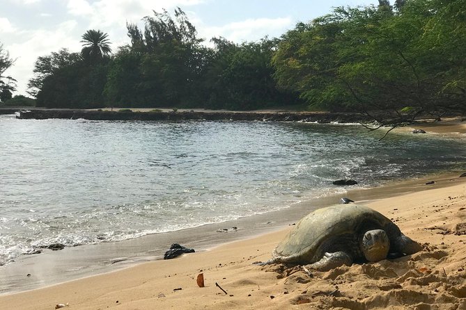 Oahu Customizable Private Community Service Voluntourism Offer - Physical needs, timing, and important restrictions