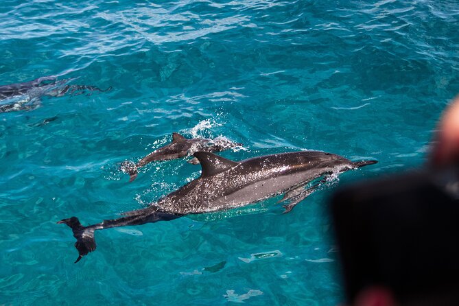 Oahu Dolphin and Snorkel Tour with Waikiki Pickup & Lunch - Getting from Waikiki to Waianae Harbor