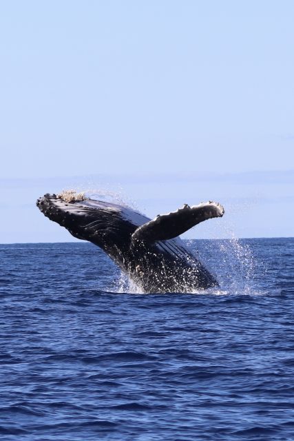 Oahu: Dolphin Swim and Turtle Snorkel Excursion in Waianae - A wild start on Oahu’s west coast