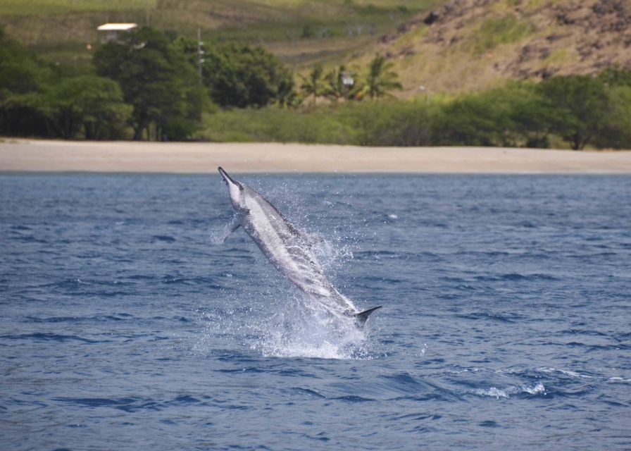 Oahu: Dolphin Swim and Turtle Snorkel Excursion in Waianae - Safety first at the Waianae departure point