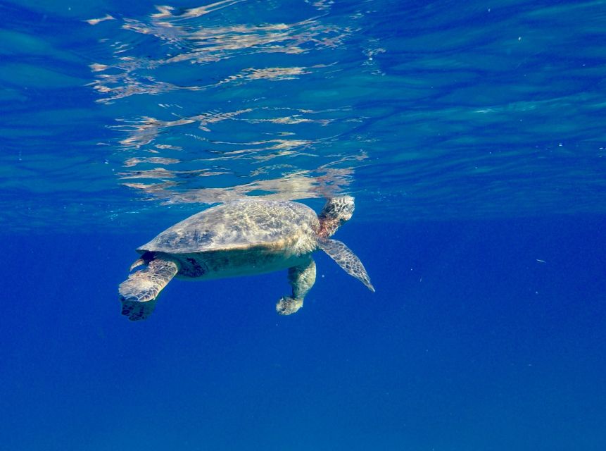 Oahu: Dolphin Swim and Turtle Snorkel Excursion in Waianae - Winter adds humpback whales