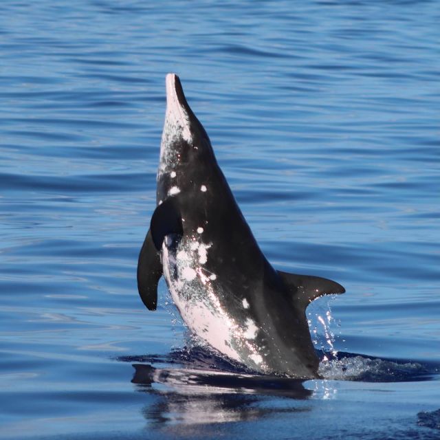 Oahu: Dolphin Swim and Turtle Snorkel Excursion in Waianae - Snorkeling with turtles in protected bays