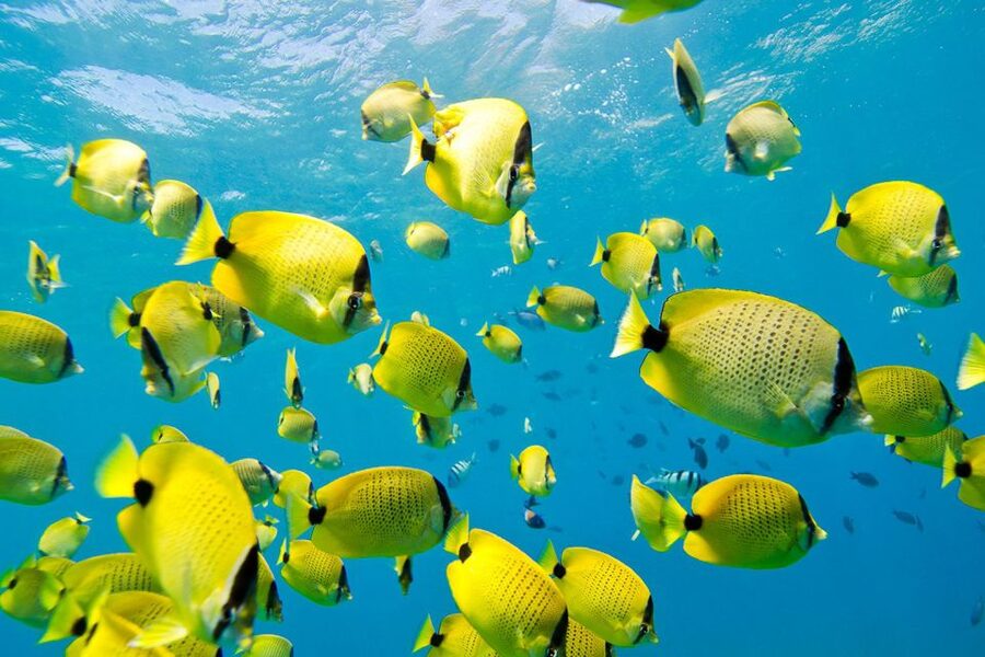 Oahu: Dolphin Swim and Turtle Snorkel Excursion in Waianae - Lunch, drinks, and useful extras