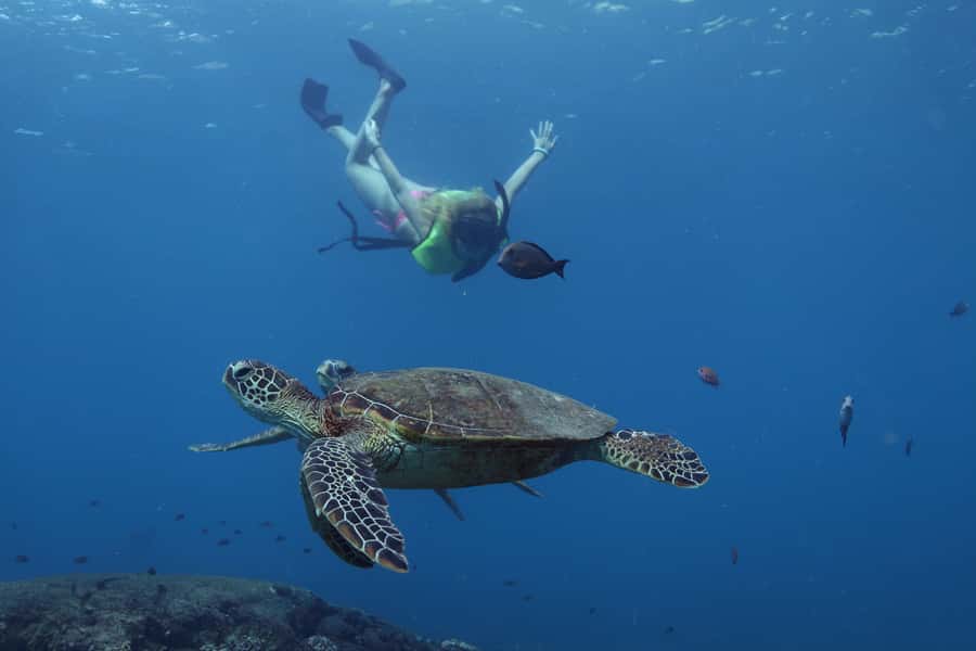 Oahu: Dolphin Watching & Turtle Snorkeling with Waterslide - Key Points at a Glance