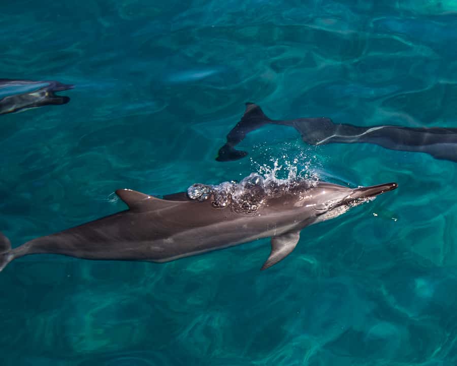 Oahu: Dolphin Watching & Turtle Snorkeling with Waterslide - West Oahu Is the Right Setting