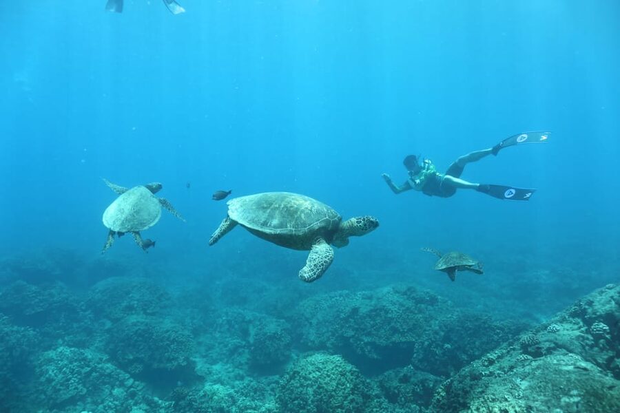 Oahu: Dolphin Watching & Turtle Snorkeling with Waterslide - An Hour of Snorkeling, Turtles, and Water Sports
