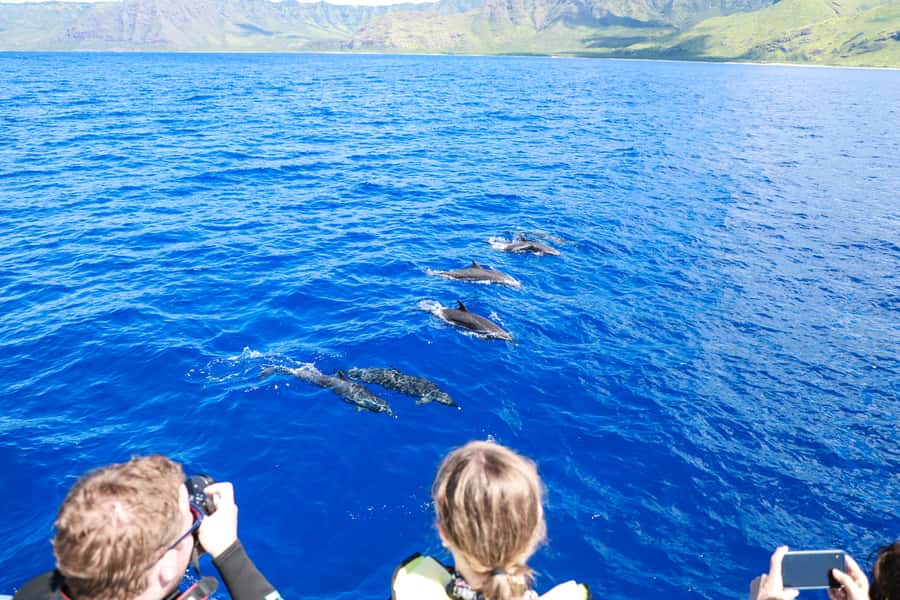Oahu: Dolphin Watching & Turtle Snorkeling with Waterslide - Is the $190 Price Fair?