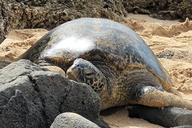 Oahu Fun Circle Island Tour With Pickup - What this Oahu loop does well