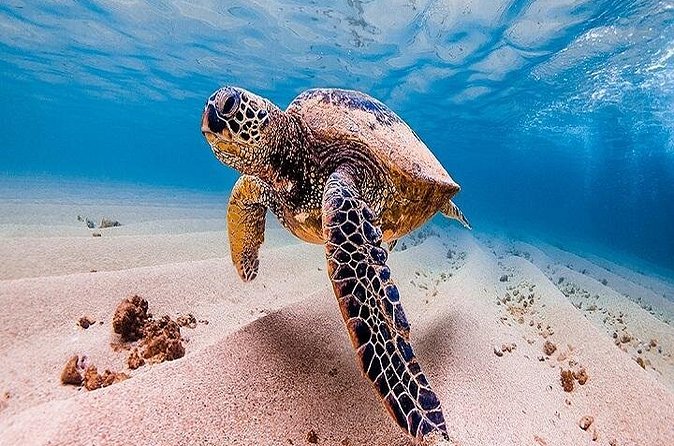 Oahu Grand Circle Island Tour Departing from Waikiki - Turtle Beach and the main water stop at Puaʻena Point