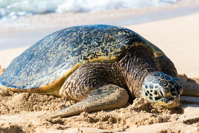 Oahu: Grand Tour Around Island 16 Locations plus Snorkeling - What this Oahu island tour is really designed to do