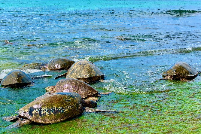 Oahu Guided Circle Island Tour, Swim w/ Turtles, Dole, Blowhole - Kahuku shrimp and the flavors of the North Shore