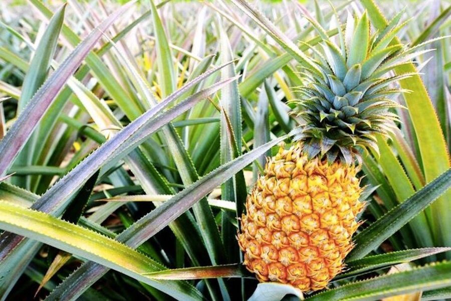 Oahu: Guided Tour of North Shore and Waimea Botanical Garden - Key points at a glance