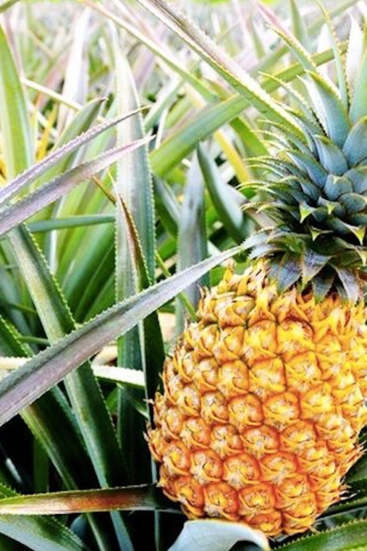 Oahu: Guided Tour of North Shore and Waimea Botanical Garden - Hanauma Bay coastline and Oahu’s East End