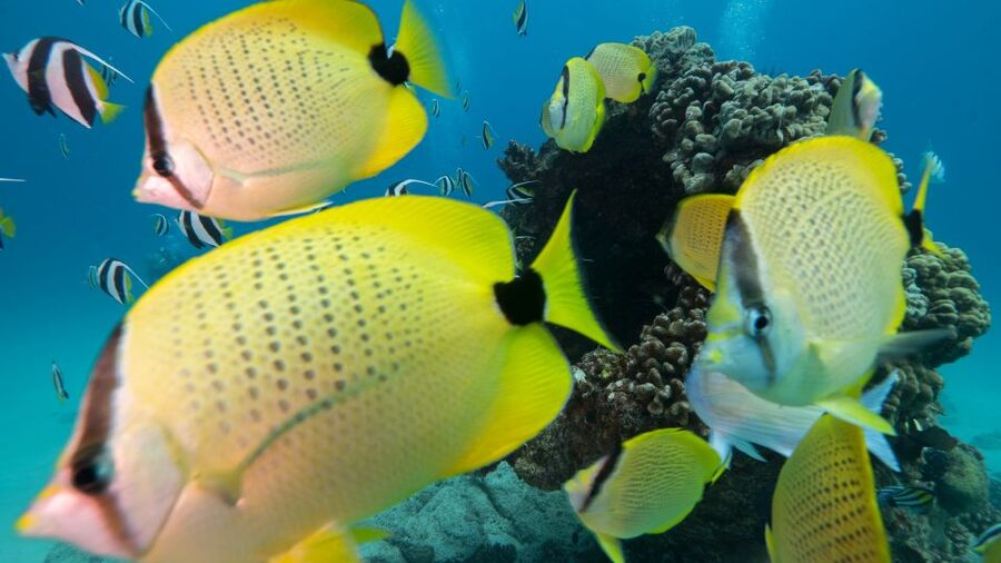 Oahu: Honolulu Turtle Canyon Snorkeling Tour - Key points to know before you book