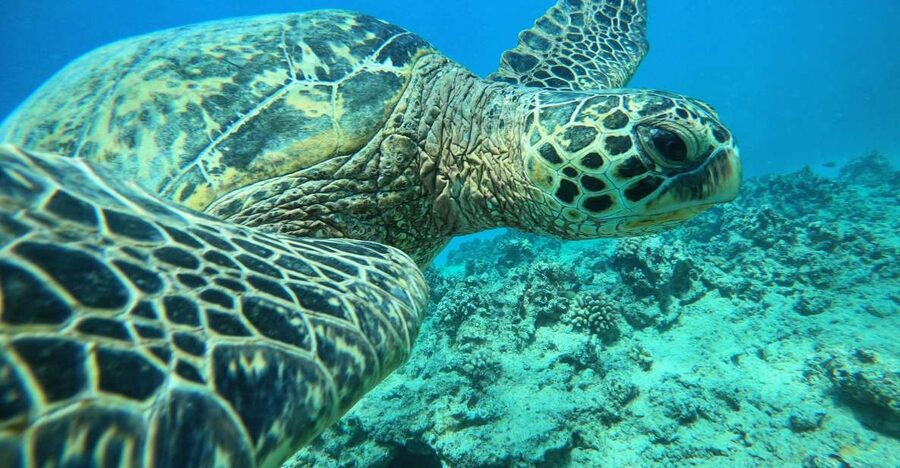 Oahu: Honolulu Turtle Canyon Snorkeling Tour - Turtle Canyon is about the animals, not the boat ride