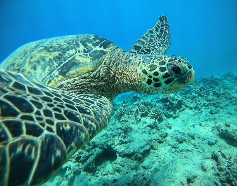 Oahu: Honolulu Turtle Canyon Snorkeling Tour - The first 20 minutes set the tone
