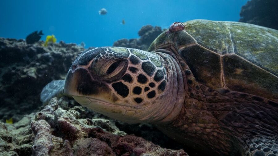 Oahu: Honolulu Turtle Canyon Snorkeling Tour - The main reef stop and the turtle encounter
