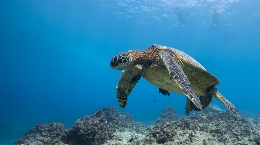 Oahu: Honolulu Turtle Canyon Snorkeling Tour - Starting at Dive Oahu in Ala Moana