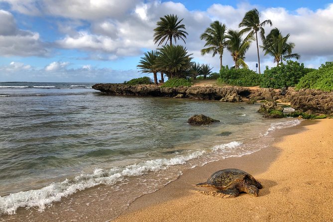 Oahu Island Photography Tour - North Shore surf and wildlife stops