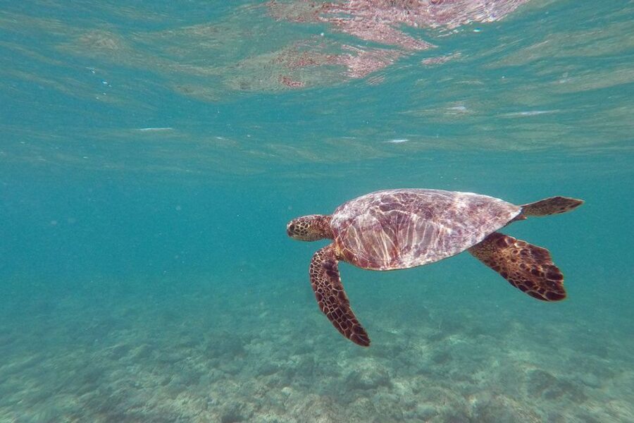 Oahu: Kailua Guided Kayak Excursion with Lunch - Marine plastics and responsible wildlife encounters