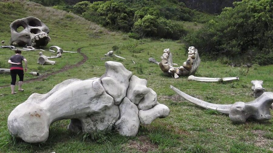 Oahu: Kualoa Movie Sites, Jungle, and Buffet Tour Package - Practical tips for a smoother day