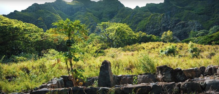 Oahu: Kualoa Open Air Jungle Expedition Tour - The guide’s role in the experience