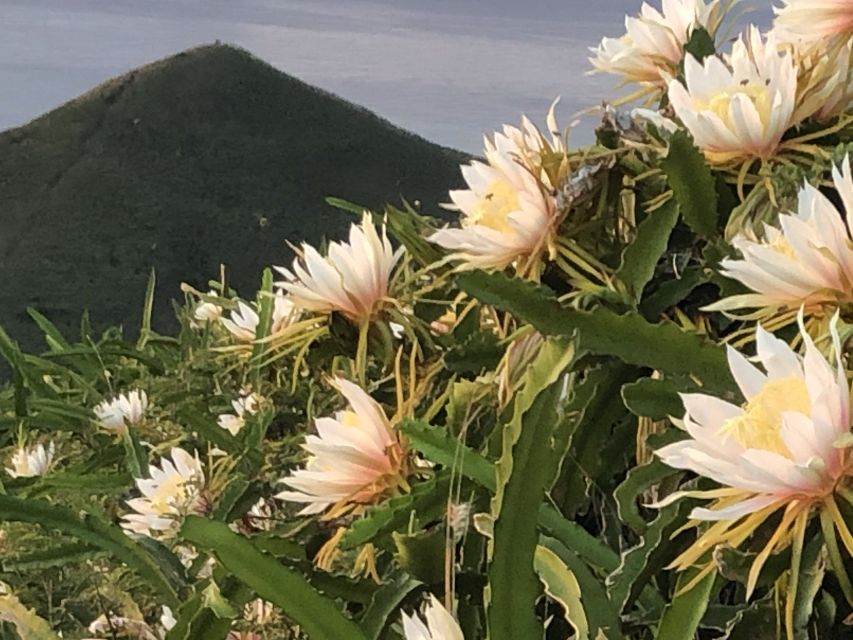 Oahu: Manoa Falls Hike and east side beach day - How flexible is the day?