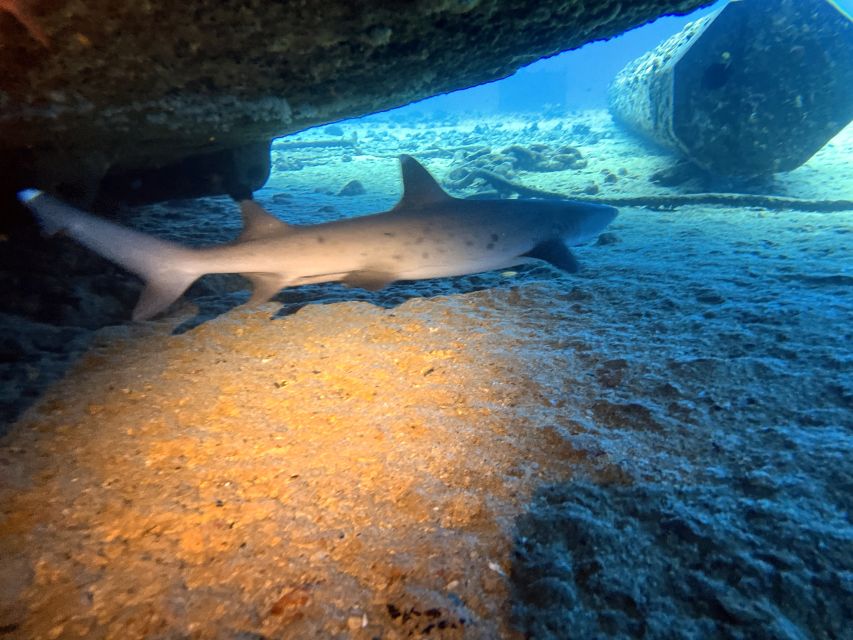 Oahu Night Dive: Adventure for Certified Divers - First session: a reef at twilight