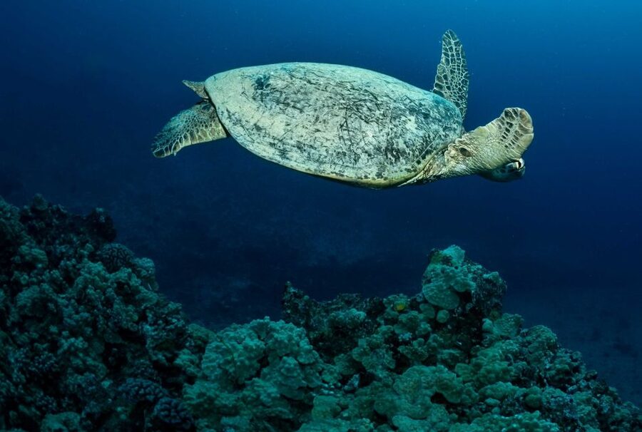 Oahu Night Dive: Adventure for Certified Divers - Second session: the ocean after dark