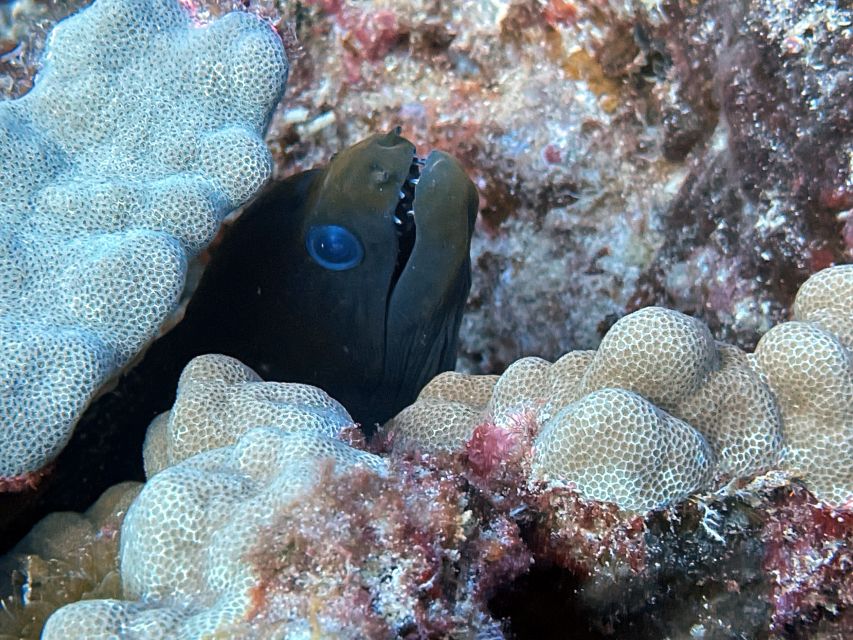 Oahu Night Dive: Adventure for Certified Divers - What the $248 price really covers