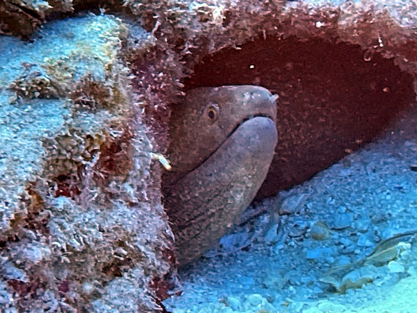 Oahu Night Dive: Adventure for Certified Divers - Who should book this evening trip