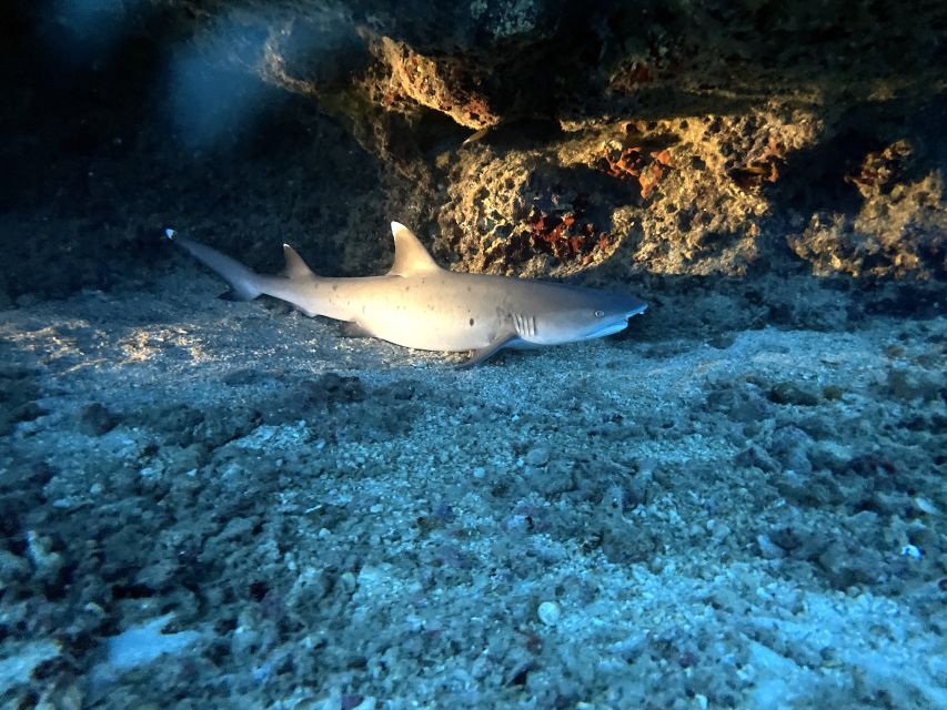 Oahu Night Dive: Adventure for Certified Divers - Meeting at Kewalo Basin and getting ready