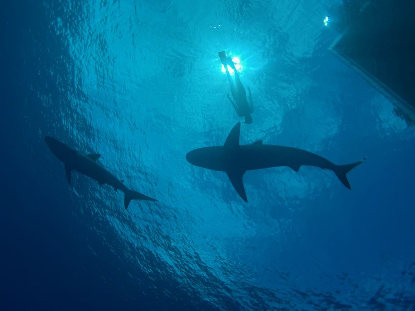 Oahu: North Shore Cageless Shark Snorkeling Tour - Meeting the North Shore crew in Haleiwa