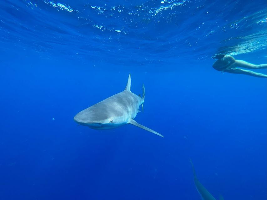 Oahu: North Shore Cageless Shark Snorkeling Tour - Learning the rules before entering the water