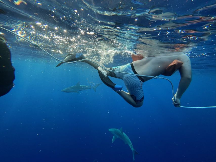 Oahu: North Shore Cageless Shark Snorkeling Tour - Swimming with sharks without a cage