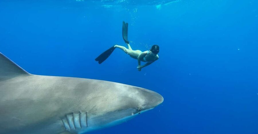 Oahu: North Shore Cageless Shark Snorkeling Tour - What the safety diver adds