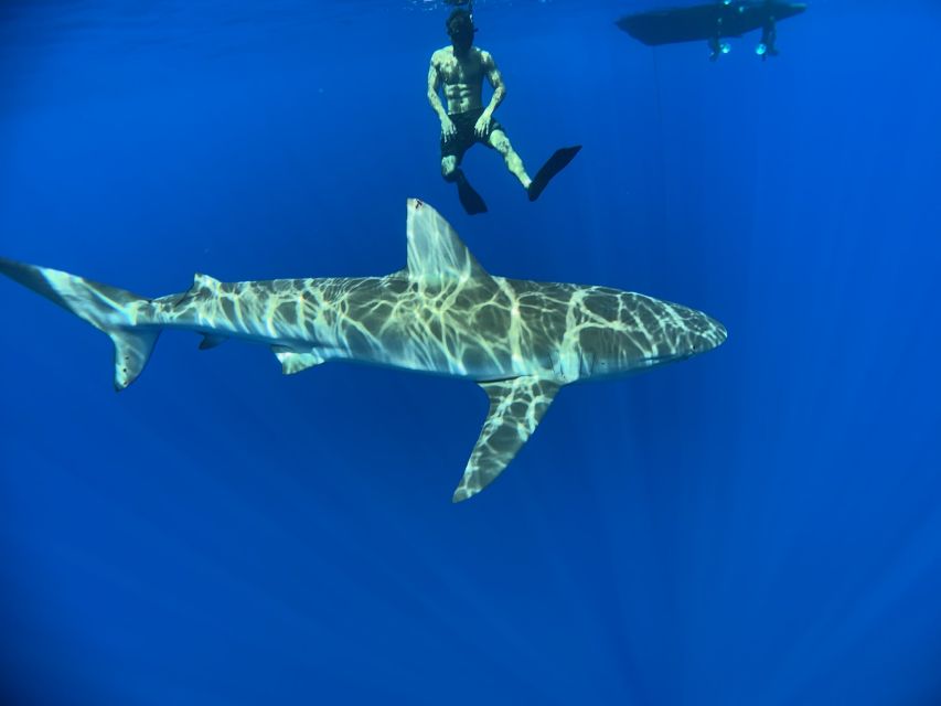 Oahu: North Shore Cageless Shark Snorkeling Tour - Free photos and videos are a real bonus