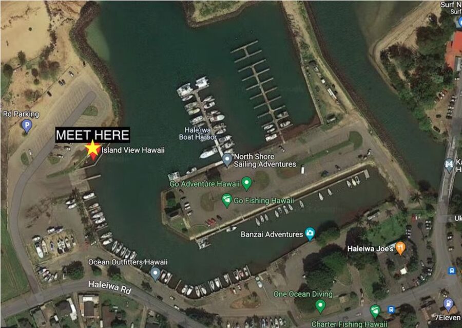 Oahu: North Shore Cageless Shark Snorkeling Tour - Who should book this North Shore outing?