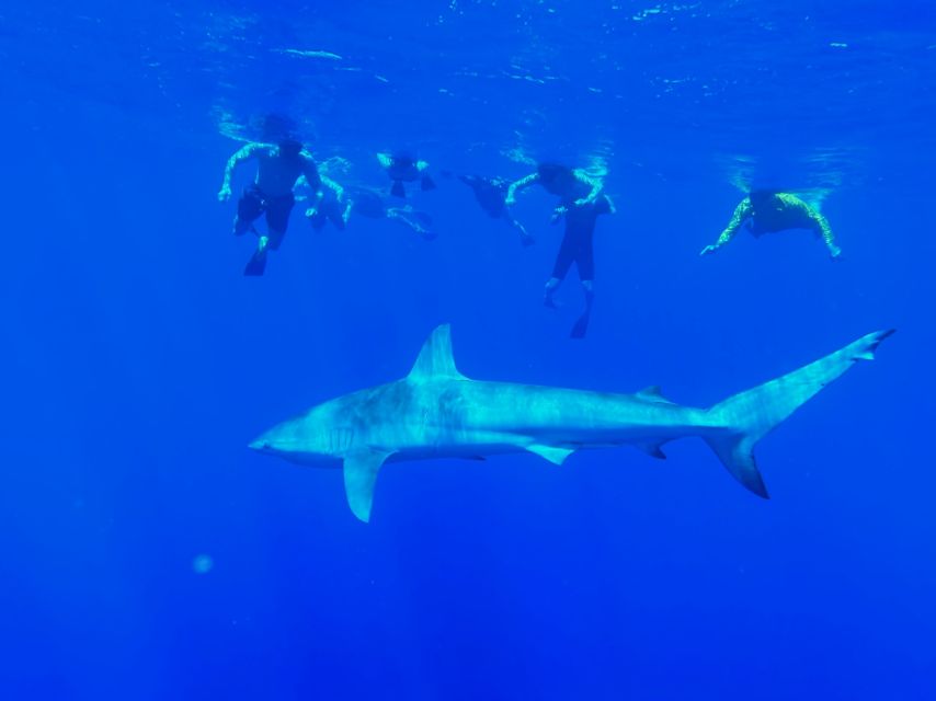 Oahu: North Shore Cageless Shark Snorkeling Tour - The boat ride to the shark grounds