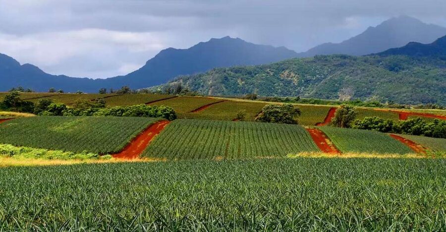 Oahu: North Shore Dole Pineapple Farm Tour - Key points to know before booking