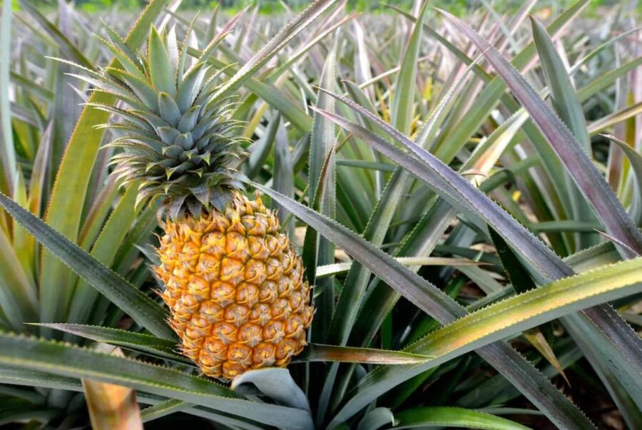 Oahu: North Shore Dole Pineapple Farm Tour - Why the pineapple farm is the heart of the day