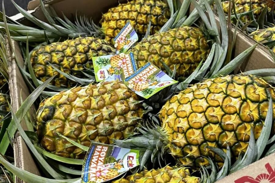 Oahu: North Shore Dole Pineapple Farm Tour - A closer look at harvesting and packing