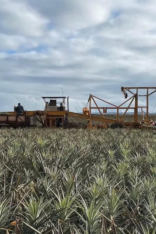 Oahu: North Shore Dole Pineapple Farm Tour - Old Haleiwa adds a slower, sweeter stop