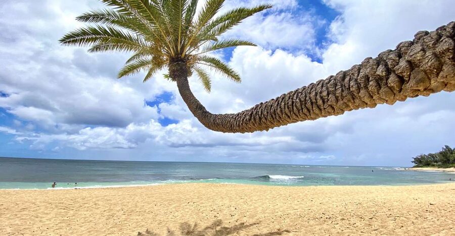 Oahu: North Shore Experience and Dole Plantation - Why this North Shore tour works from Waikiki