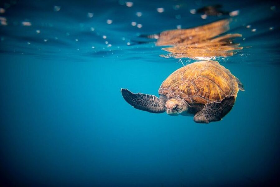 Oahu: North Shore Haleʻiwa: Private Boat Charter - A short cruise with a big ocean view