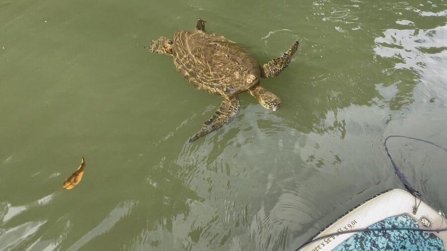Oahu: North Shore Haleiwa Paddleboard River Adventure - Two hours that work best at an easy pace