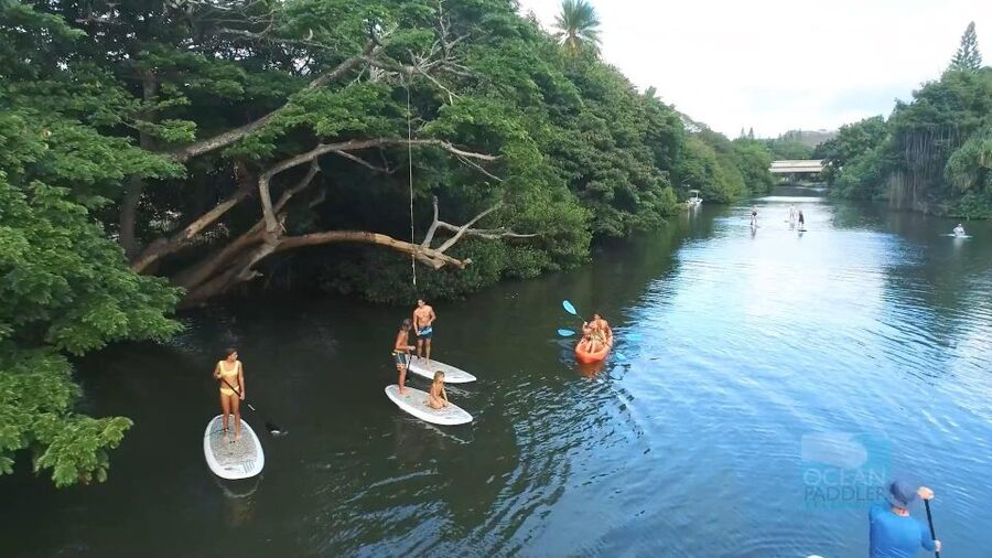 Oahu: North Shore Haleiwa Paddleboard River Adventure - Who will enjoy this Haleiwa paddle?