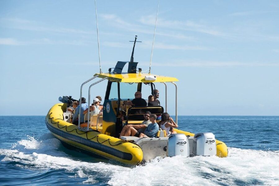 Oahu: North Shore Marine Life Tour from Haleiwa - Racing along the Ka’ena coastline
