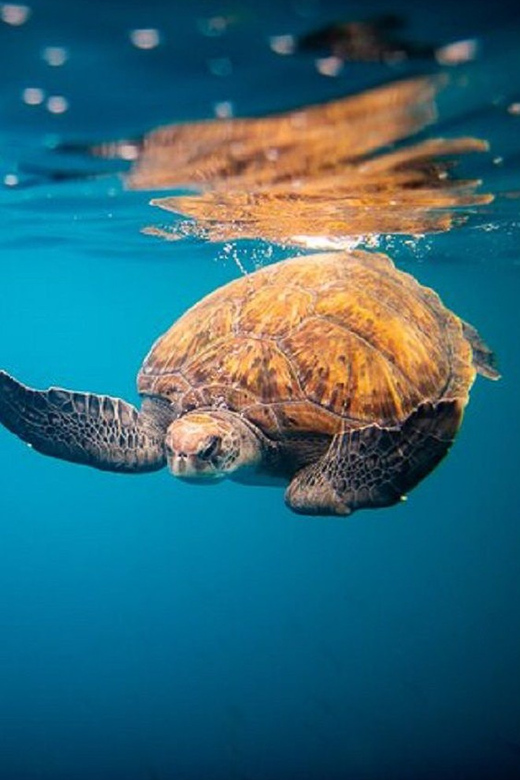 Oahu: North Shore Snorkeling Tour from Haleiwa - The Rambo II ride is half the experience